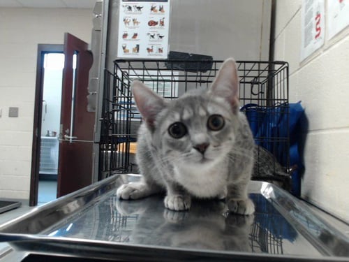 ISABELLA - Domestic Short Hair available for adoption