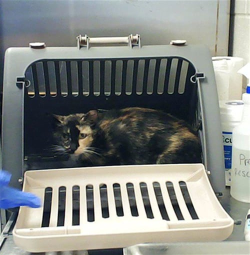 CANDY - Domestic Short Hair available for adoption