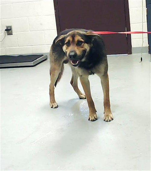 PERCY - German Shepherd Dog available for adoption