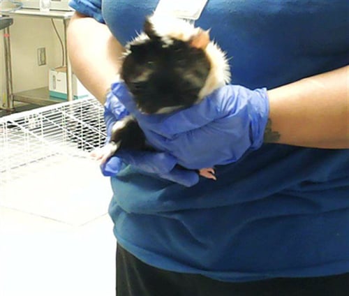 CLEMENTINE - Guinea Pig available for adoption