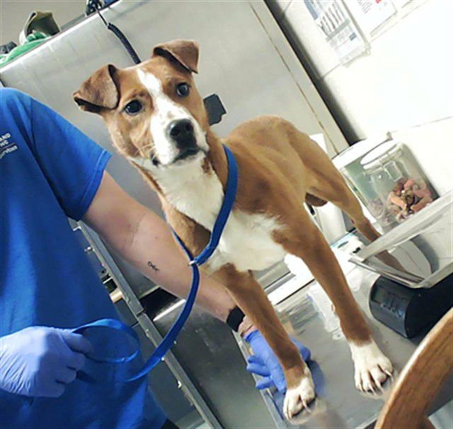 ARF VADER - Labrador Retriever available for adoption