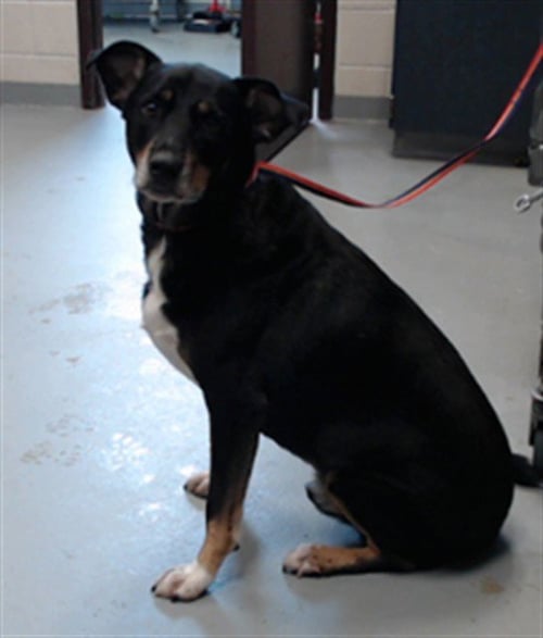 LUCKY - Labrador Retriever / Black and Tan Coonhound for adoption in Fayetteville