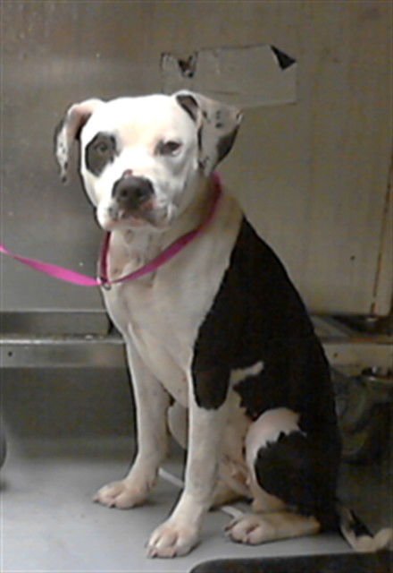 ARBOR - Pit Bull Terrier available for adoption