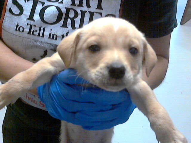 TURTLE - Shih Tzu / Chihuahua available for adoption