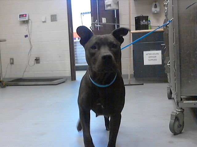 GABI - Pit Bull Terrier available for adoption