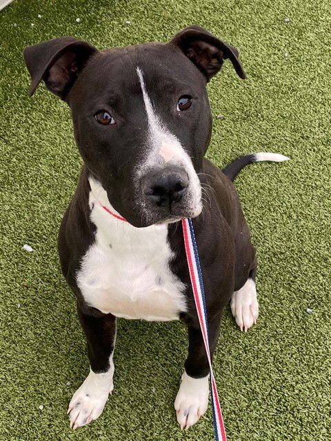 BUBBA - Pit Bull Terrier / Labrador Retriever available for adoption