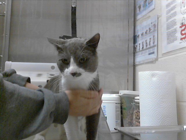 A427441 - Domestic Short Hair available for adoption