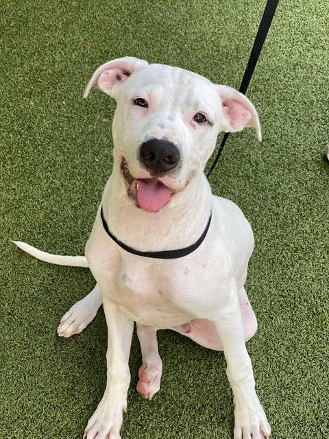 SIMPSON - Pit Bull Terrier for adoption in Fayetteville