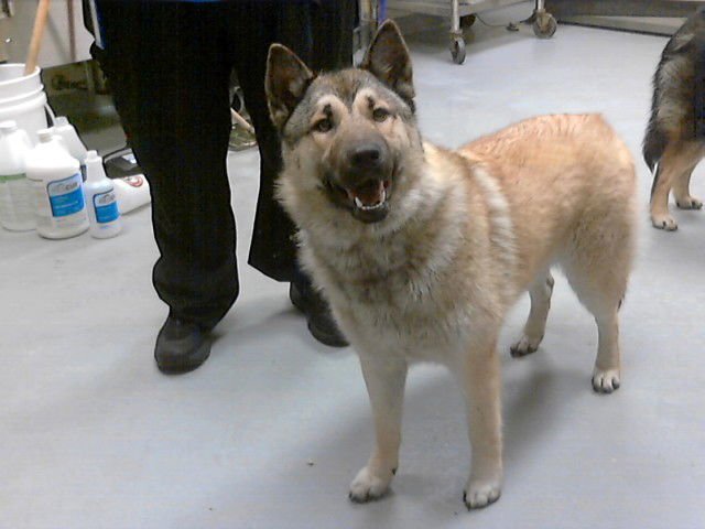 LYRA - Akita / German Shepherd Dog available for adoption