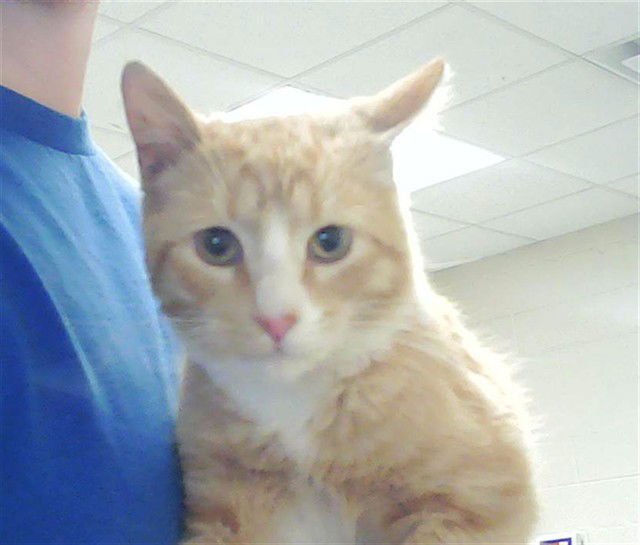 A428725 - Domestic Short Hair available for adoption