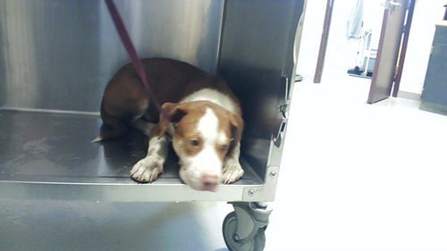 A429029 - Labrador Retriever available for adoption