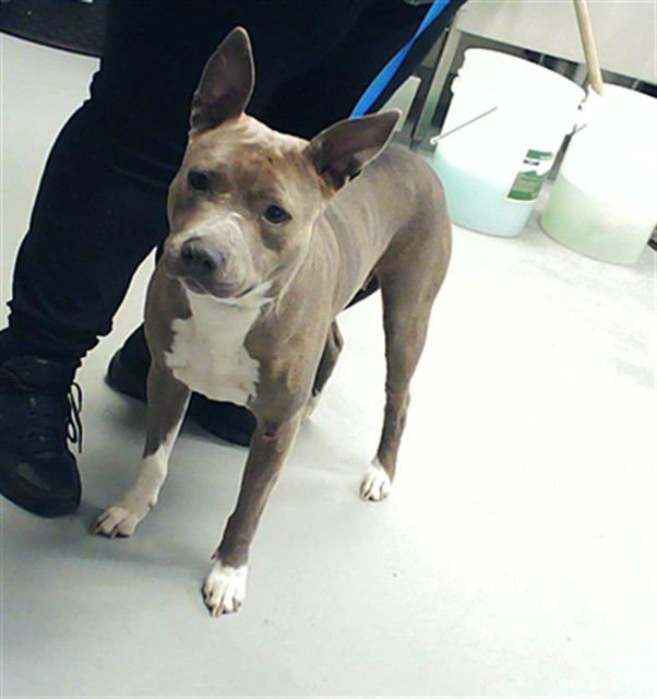 LUNA - Pit Bull Terrier available for adoption