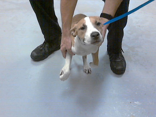 PENNY PEPPERMINT - Labrador Retriever available for adoption