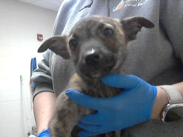 PEBBLES - Pit Bull Terrier available for adoption