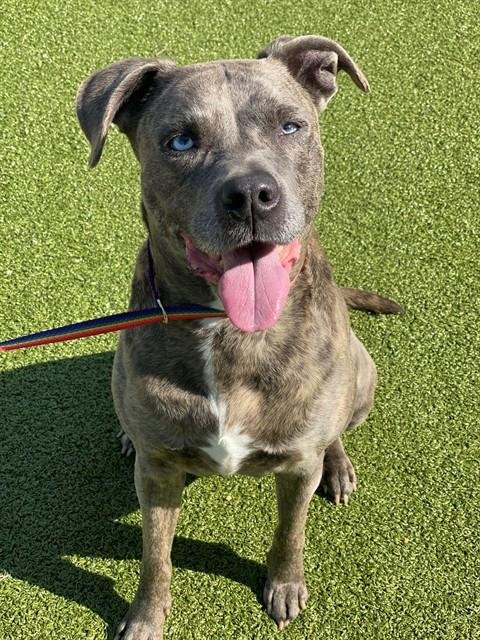 SKY - Pit Bull Terrier available for adoption