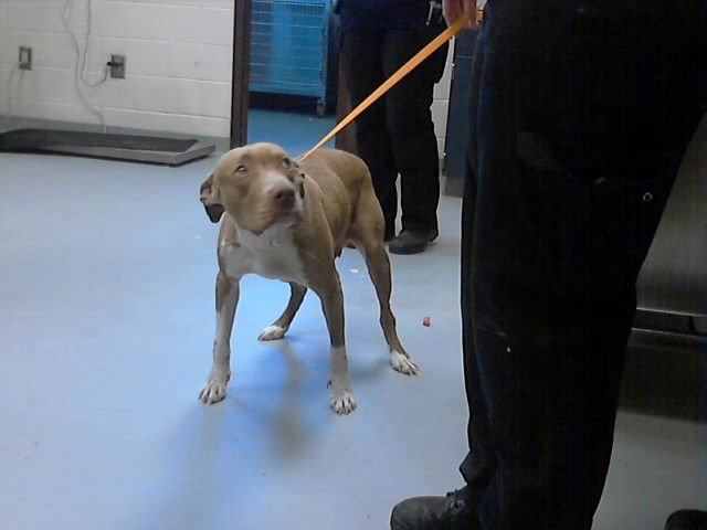 LIZZY - Pit Bull Terrier available for adoption