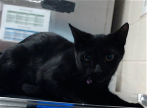 BABY WHISKERS - Domestic Short Hair available for adoption