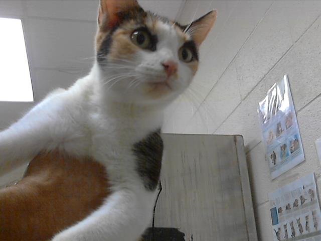 HAZEL - Domestic Short Hair available for adoption