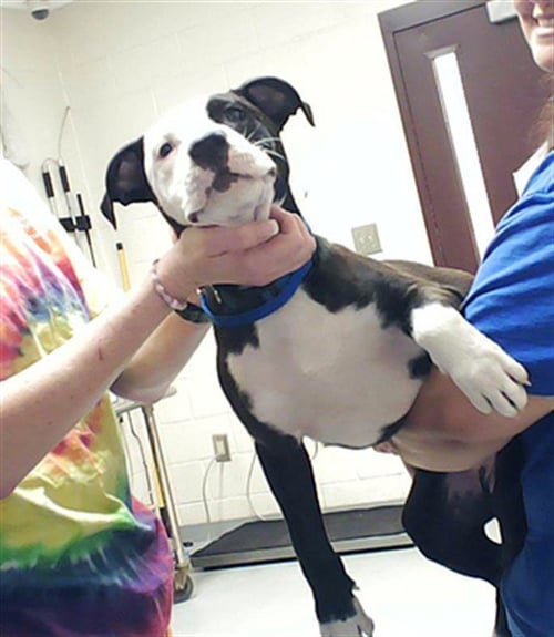 MARLIN - Pit Bull Terrier available for adoption