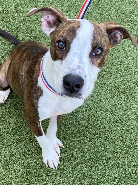 LANE - Pit Bull Terrier available for adoption