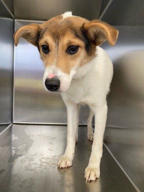 JELLY DONUT - Collie available for adoption