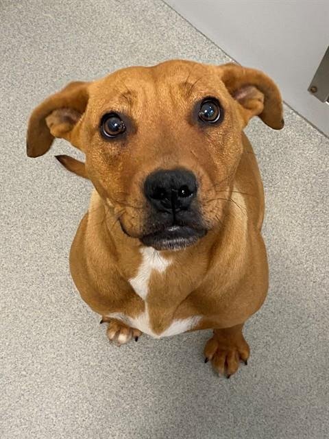 BISCOFF - American Bulldog available for adoption