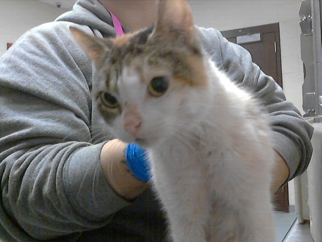 LITTLE BIT - Domestic Short Hair available for adoption