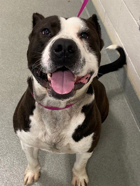 DAVIS - American Bulldog available for adoption