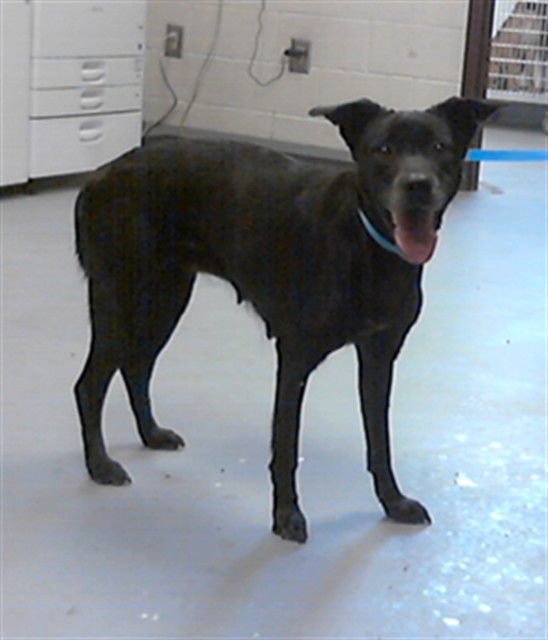 MARIAH - Labrador Retriever available for adoption