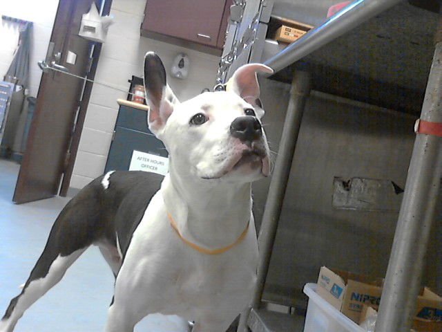 ANDERSON - Pit Bull Terrier available for adoption