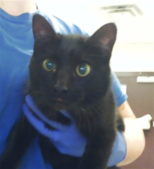 TULIP - Domestic Short Hair available for adoption