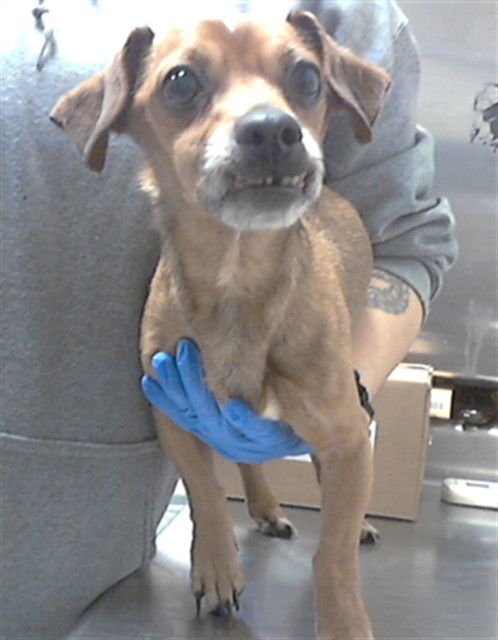 A427235 - Dachshund available for adoption