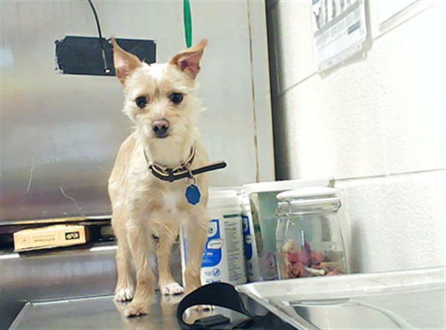 PACO - Yorkshire Terrier Yorkie available for adoption