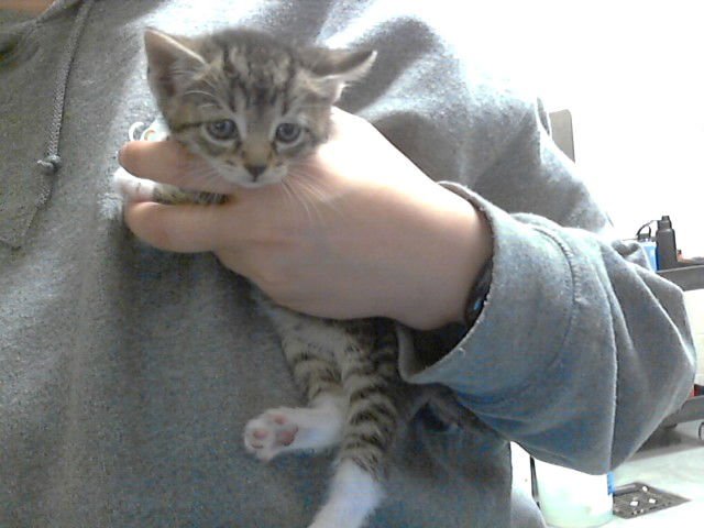 RUBY - Domestic Short Hair available for adoption