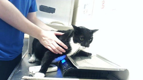 A429000 - Domestic Short Hair available for adoption