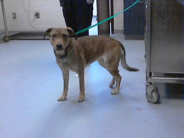 A427809 - Labrador Retriever available for adoption