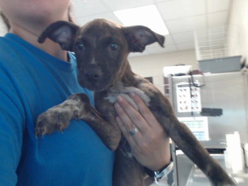 A432897 - Pit Bull Terrier available for adoption