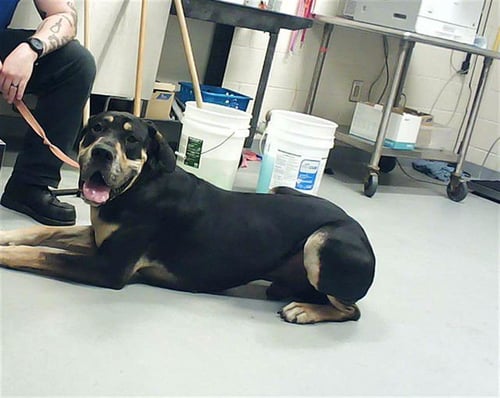 HANK - Great Dane available for adoption