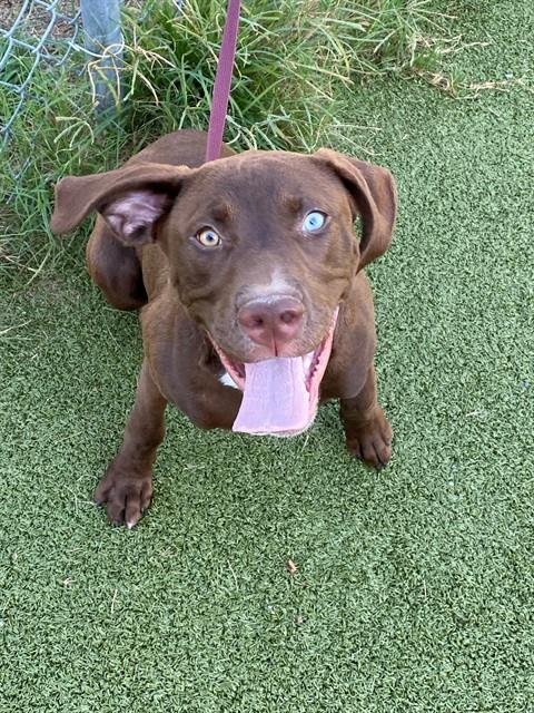 GUS - Labrador Retriever available for adoption