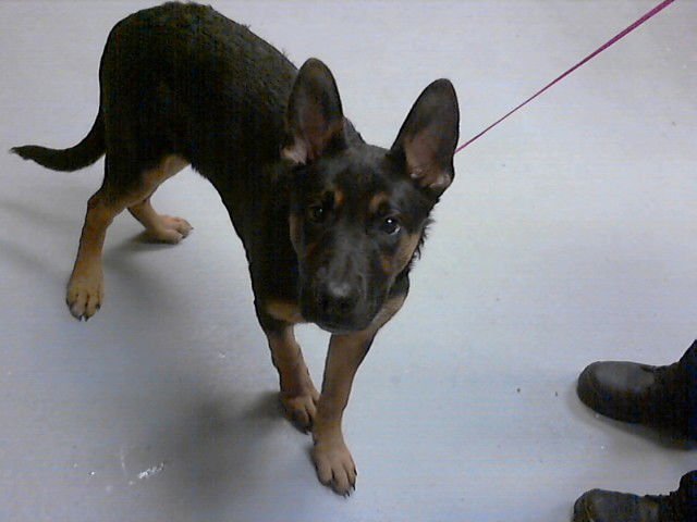 NEW GUINEA - German Shepherd Dog available for adoption