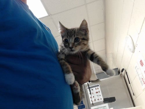 A432817 - Domestic Short Hair for adoption in Fayetteville