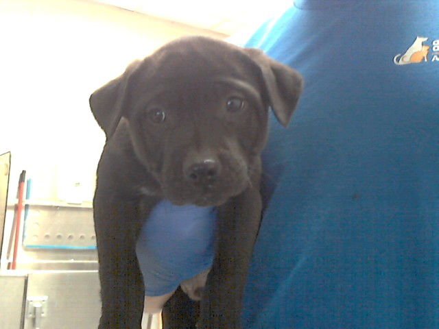 YAKKO - Pit Bull Terrier available for adoption