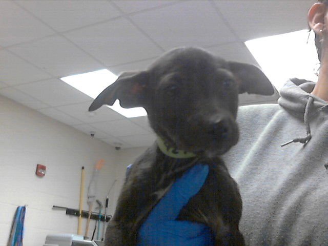 BETTY - Pit Bull Terrier available for adoption