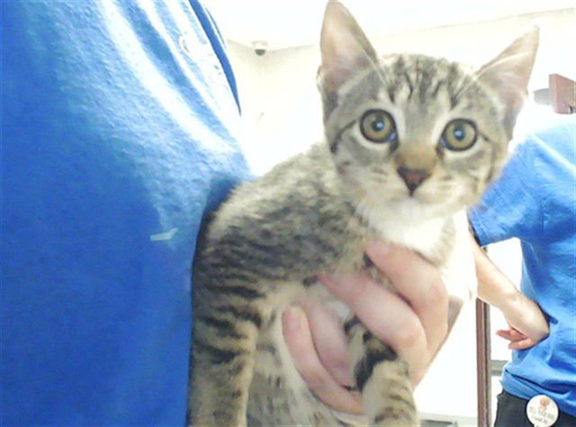 ALLIE - Domestic Short Hair available for adoption