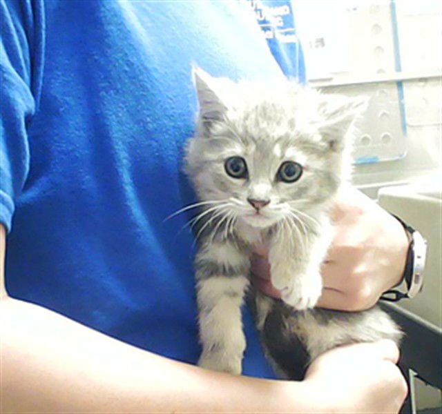 LADY DANBURY - Domestic Short Hair available for adoption