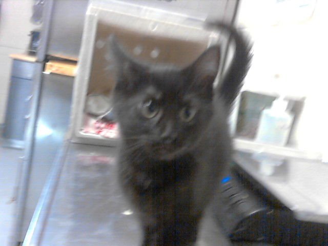 SIZZLE - Domestic Short Hair available for adoption