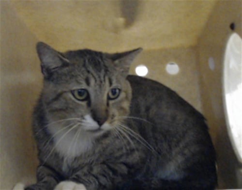 TIRAMISU - Domestic Short Hair for adoption in Fayetteville