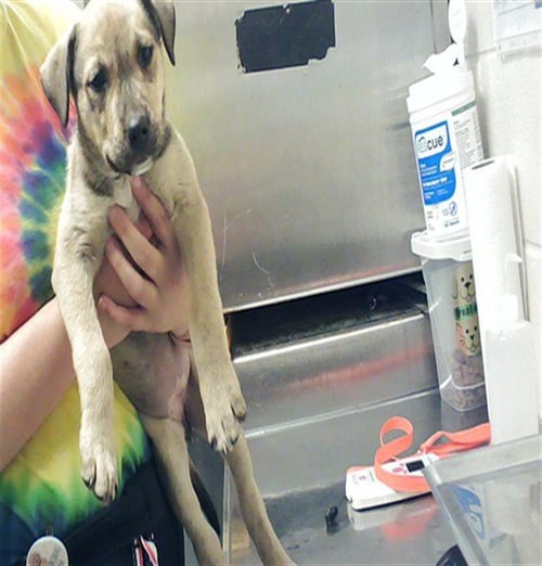 A428909 - German Shepherd Dog available for adoption