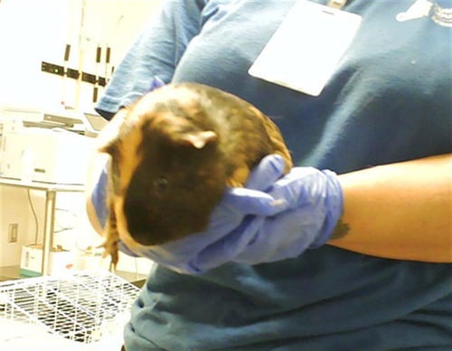 BROWNIE CUPCAKE - Guinea Pig available for adoption