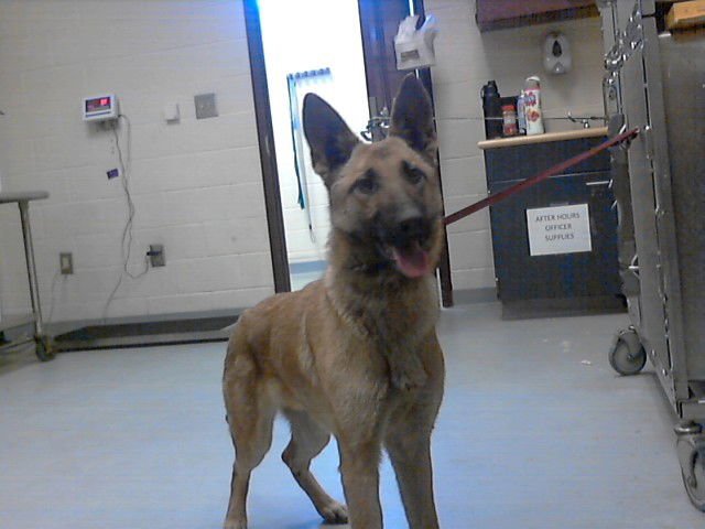RACHEL - German Shepherd Dog / Belgian Shepherd Malinois available for adoption